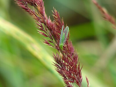 Green wing grasses photo
