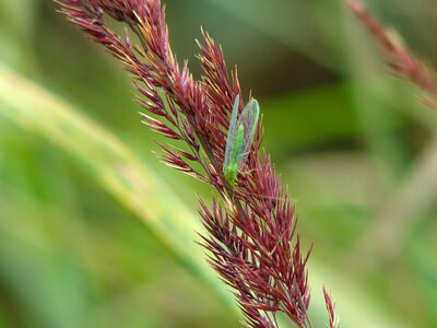 Green wing grasses