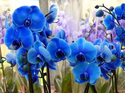 Beautiful plant blossom