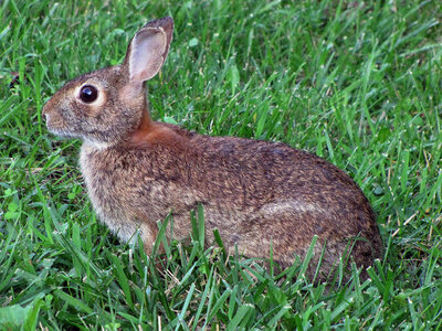 Eastern cottontail rabbit-1 photo