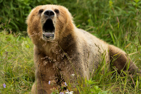 Kodiak bear