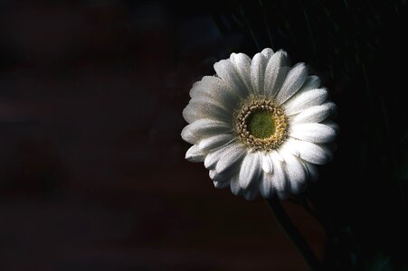 Beautiful Photo blossom daisy photo
