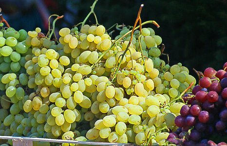 White grapes dark grapes fruit