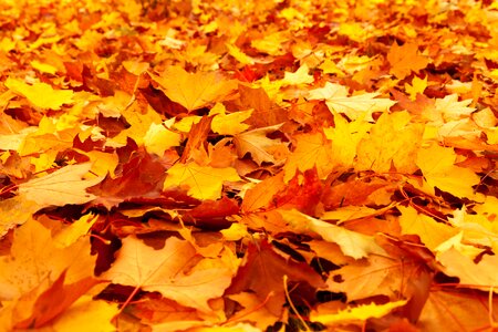 Yellow Leaves on forest floor photo