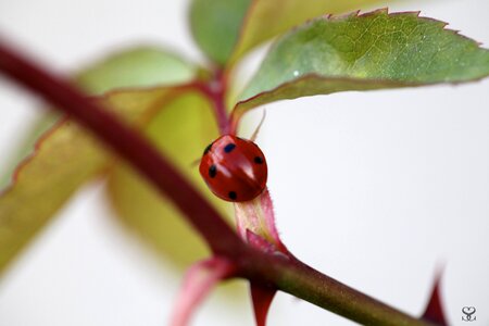 Macro insect detail