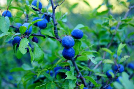 Blue berry bush photo