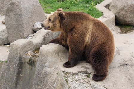 Zoo animal wild