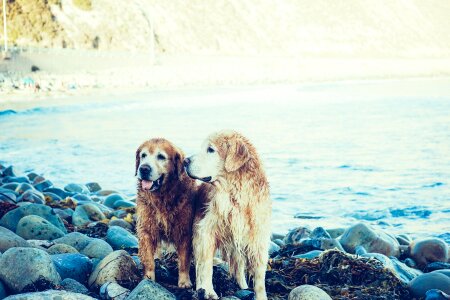 Golden Retriever Dogs photo