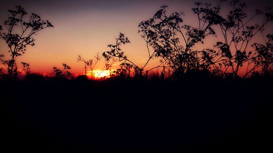 Backlight branch dark photo