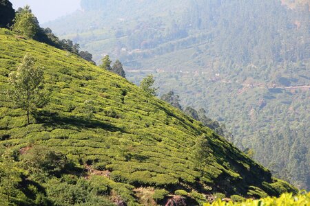 Tea plantation india cultivation terraces photo