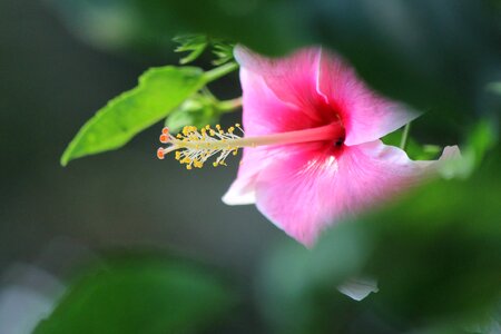Rose Mallow Pink Hibiscus Flower photo