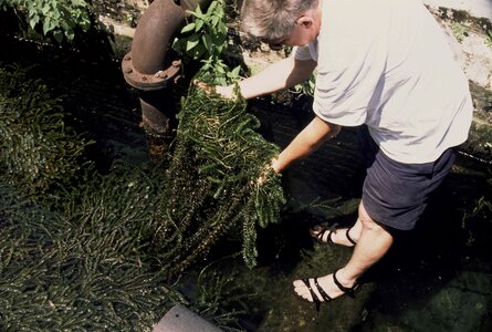 Aquatic holding Hydrilla hydrocharitaceae photo