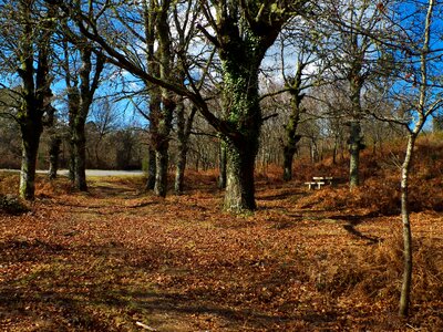 Autumn branch countryside photo