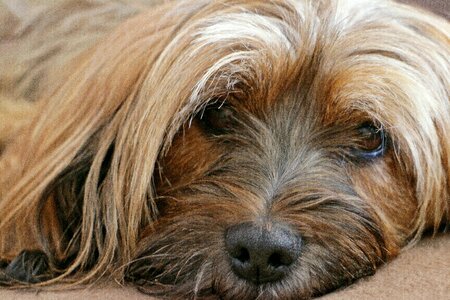 Tibet terrier portrait