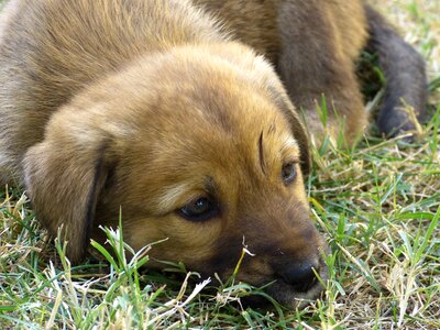 Sleepy cute pet photo