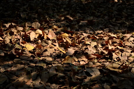 Old Leaves On Ground photo