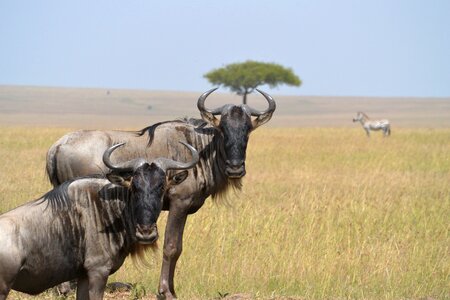Wildlife mammal african