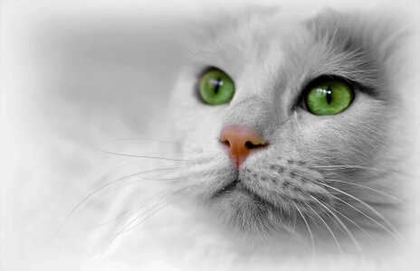 Cat face cat's eyes animal world