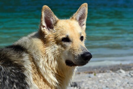 Dog water sled dog