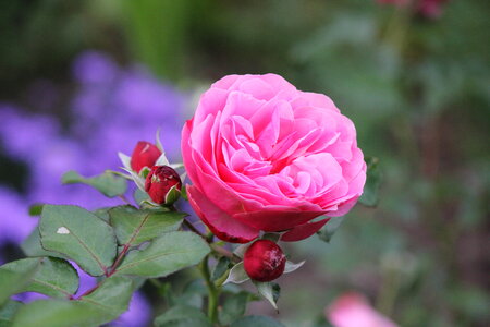Pink rose with buds photo