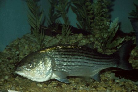 Close close-up fish