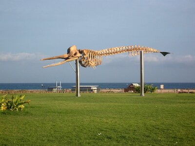 Skeleton whale photo