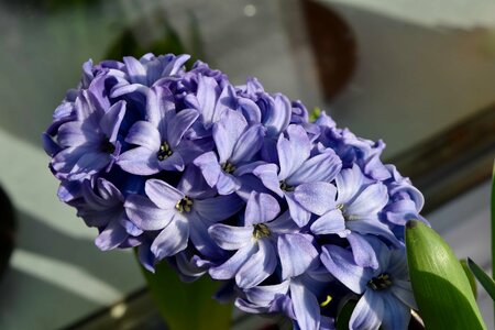 Lilac herb nature