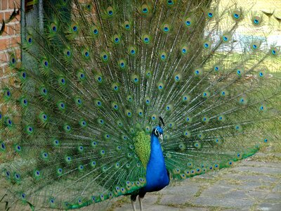 Peacock pet birds