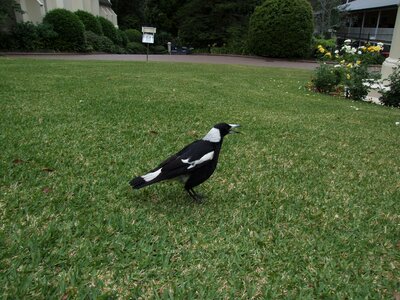 Bird magpie 