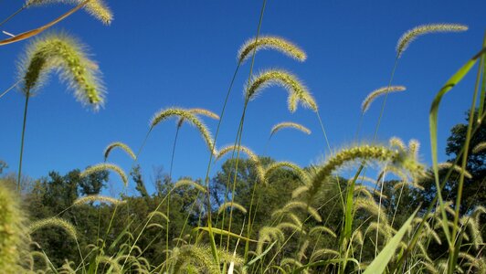 Nature green grass photo