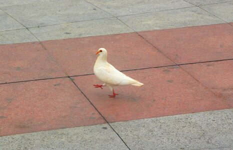 Doves walking floor