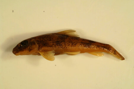 Hypentelium nigricans-1