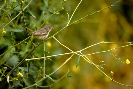 Bell least vireo