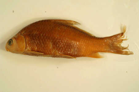 Carpiodes carpio-2