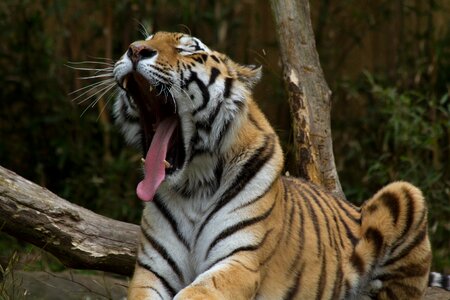 Zoo wildcat relax photo