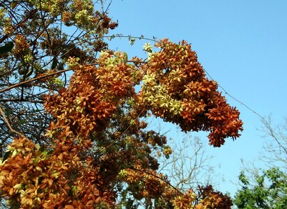 Kokoray dhonoti shvetadhataki