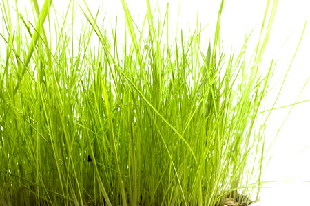 Grass photo