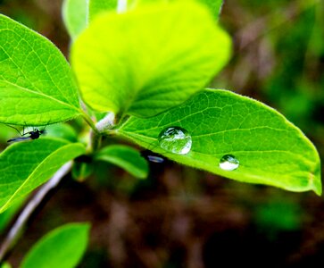 Drops rain green