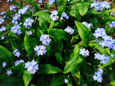 Blue green blossom photo