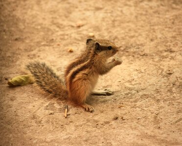 Animal fauna fox squirrel photo