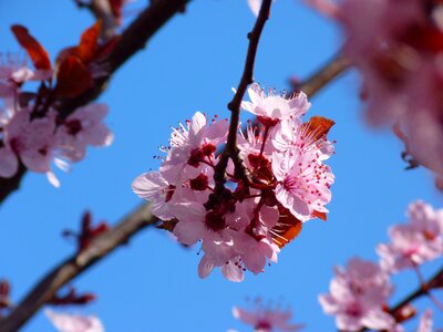 Blossom bloom tree photo