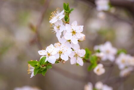 Beautiful beautiful photo bloom