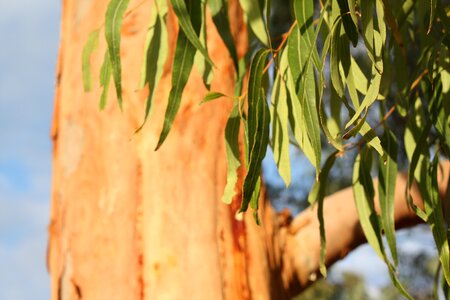 Leaves environment plant