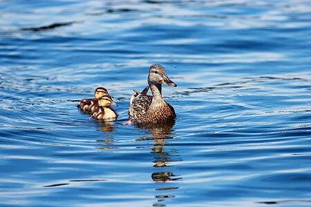 Lake water young photo