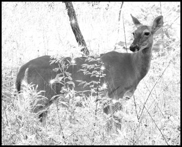 Deer woods nature photo