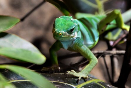 Green insect eater scale