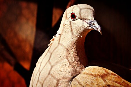 Animals bird pigeon