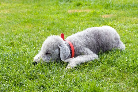 Animal canine terrier photo