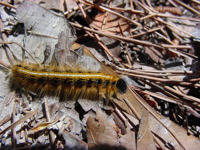Eastern tent caterpillar