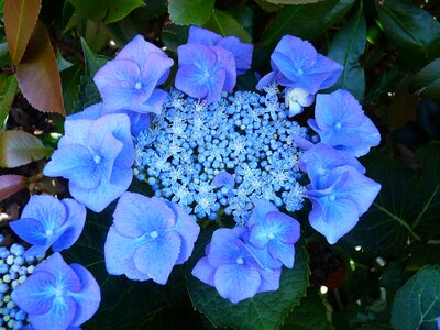 Hydrangea blue garden photo